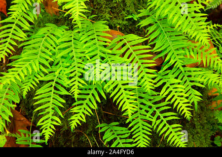 Licorice ferns (Polypodium glycyrrhiza), Clackamas Wild and Scenic River, West Cascades Scenic Byway, Mt Hood National Forest, Oregon Stock Photo