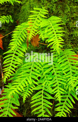 Licorice ferns (Polypodium glycyrrhiza), Clackamas Wild and Scenic River, West Cascades Scenic Byway, Mt Hood National Forest, Oregon Stock Photo