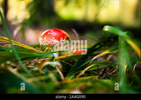 Young fly agaric in grass. Red hallucinogenic poisonous mushroom with white dots. Amanita muscaria. Stock Photo
