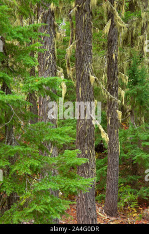 Mountain hemlock forest, Olallie Lake Scenic Area, Pacific Crest National Scenic Trail, Mt Hood National Forest, Oregon Stock Photo
