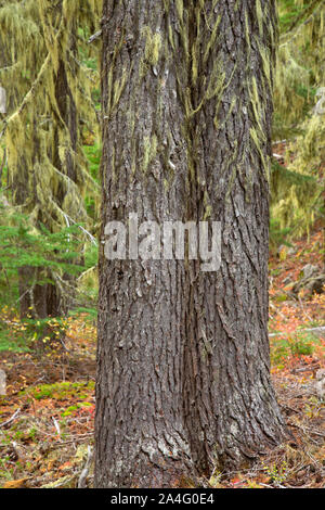 Mountain hemlock forest, Olallie Lake Scenic Area, Pacific Crest National Scenic Trail, Mt Hood National Forest, Oregon Stock Photo