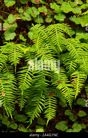 Licorice fern (Polypodium glycyrrhiza), West Cascades Scenic Byway, Willamette National Forest, Oregon Stock Photo