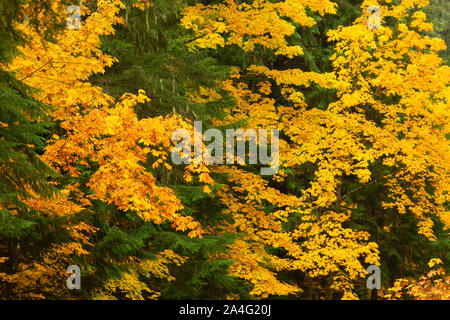 Autumn Bigleaf maple (Acer macrophyllum), West Cascades Scenic Byway, Willamette National Forest, Oregon Stock Photo