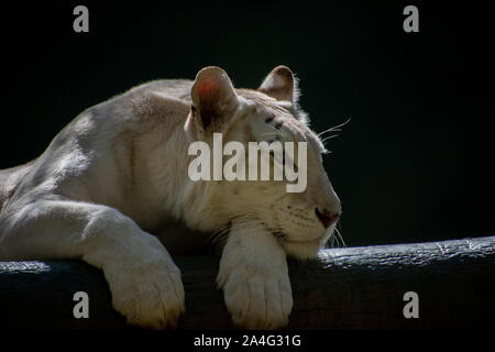 White lion laying in the sun looking off Stock Photo