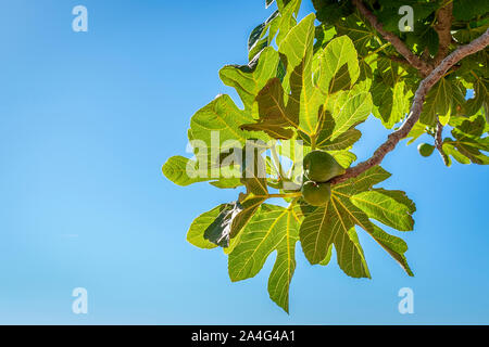 Organic fresh figs on the tree in a sunny summer day Stock Photo