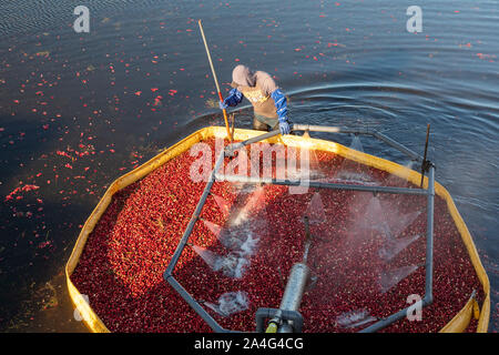 South Haven, Michigan - Workers harvest cranberries at DeGRandchamp Farms. The cranberry bog is flooded allowing the floating fruit to be collected. Stock Photo