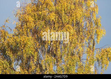 Silver Birch - betula pendula - in autumn, Scotland, UK Stock Photo