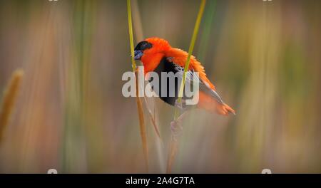 A Northern Red Bishop perched on a branch in Southern California. Stock Photo