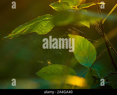 spider and its web against autum sunlight in european forest Stock Photo