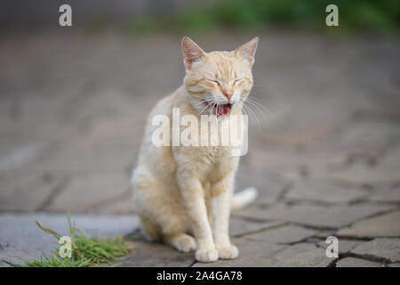 Ginger cat yawns. Pet sitting on the stone floor of the courtyard in the summer. Morning awakening.
