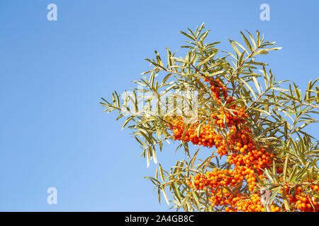 Closeup of sea buckthorn in front of blue sky with copy space - Hippophae rhamnoides Stock Photo