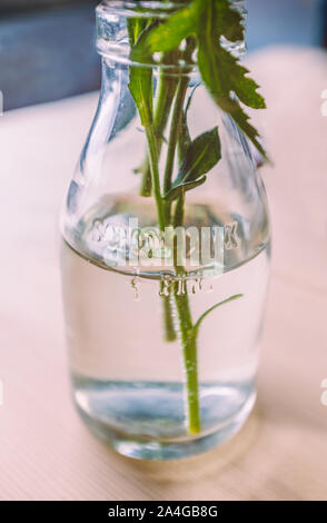 Vintage small one third of a pint school milk bottle being used as a vase on a wooden table. There is embossed writing on the bottle. Stock Photo