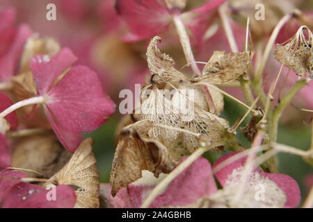 Beautiful Hydrangea flowers in the autumn Stock Photo