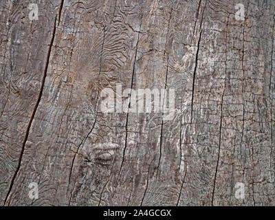 Fragment of the trunk surface of a withered big old tree with worm holes and without bark as a background, close-up Stock Photo