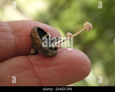 Tiny mushrooms growing out of an acorn cup, in North Central Florida. Stock Photo