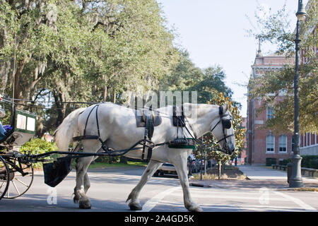 Horse and carriage crossing a road Stock Photo