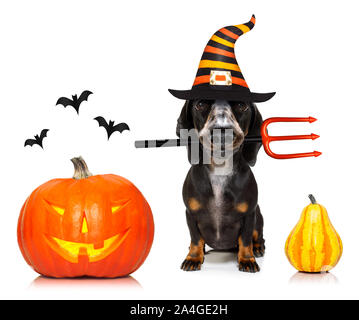 dachshund sausage dog sit as a ghost for halloween sitting   at with pumpkin lantern or  light , scary and spooky isolated on white background Stock Photo