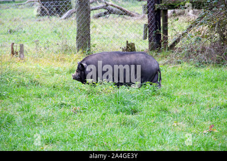 A black pot-bellied pig is a breed of domestic boar (Sus scrofa f. Domestica) bred in Southeast Asia from the Eurasian wild boar (Sus scrofa) Stock Photo