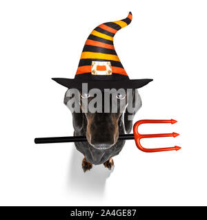 dachshund sausage dog sit as a ghost for halloween sitting   at with pumpkin lantern or  light , scary and spooky isolated on white background Stock Photo