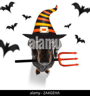 dachshund sausage dog sit as a ghost for halloween sitting   at with pumpkin lantern or  light , scary and spooky isolated on white background Stock Photo