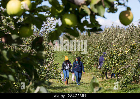 Toronto, Canada. 14th Oct, 2019. People participate in an apple harvest activity at an orchard in Toronto, Canada, on Oct. 14, 2019. Canada's Thanksgiving Day is marked on the second Monday in October every year. Credit: Zou Zheng/Xinhua/Alamy Live News Stock Photo