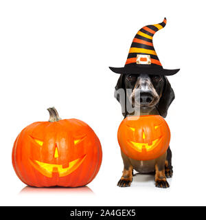 dachshund sausage dog sit as a ghost for halloween sitting   at with pumpkin lantern or  light , scary and spooky isolated on white background Stock Photo