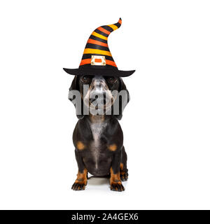 dachshund sausage dog sit as a ghost for halloween sitting   at with pumpkin lantern or  light , scary and spooky isolated on white background Stock Photo