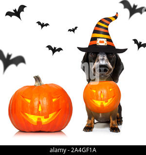 dachshund sausage dog sit as a ghost for halloween sitting   at with pumpkin lantern or  light , scary and spooky isolated on white background Stock Photo