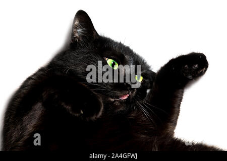 Portrait of a common, funny black cat with green eyes and open mouth on white sofa background. Concept of comfortable house, relaxing and safety state Stock Photo