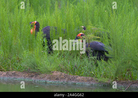 Southern Ground Hornbills in tall grass Stock Photo