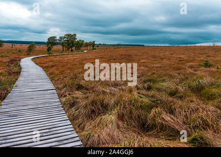 Walker in nature reserve High Fens, Belgium. Stock Photo