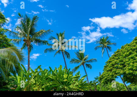 Hawaiian palm trees with tropical trees and plants Stock Photo