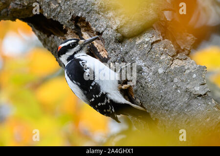A Hairy Woodpecker forages for insects among the autumn foliage on Thanksgiving at Thickson's Woods in Whitby, Ontario. Stock Photo