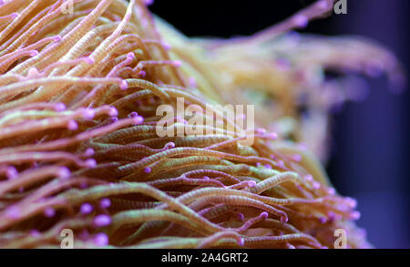 Wonder elegance coral - Catalaphyllia jardinei Stock Photo