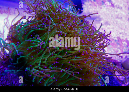 Wonder elegance coral - Catalaphyllia jardinei Stock Photo