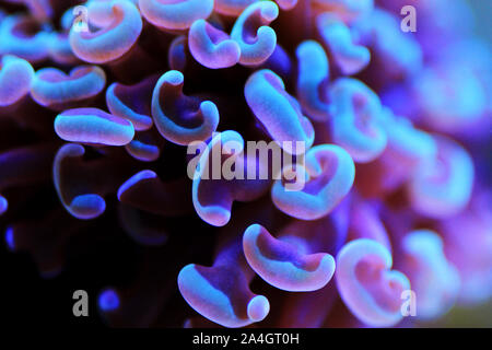 Euphyllia ancora (Hammer coral) is a species of hard coral in the family Euphylliidae. Stock Photo