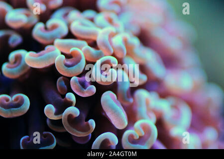 Euphyllia ancora (Hammer coral) is a species of hard coral in the family Euphylliidae. Stock Photo