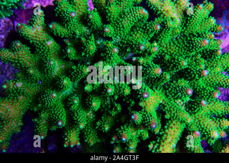 Acropora SPS coral - One of the most beautiful living decoration for saltwater reef aquariums Stock Photo