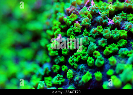 Nuclear green Cyphastrea sp. short polyps coral Stock Photo
