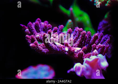 Acropora SPS coral - One of the most beautiful living decoration for saltwater reef aquariums Stock Photo