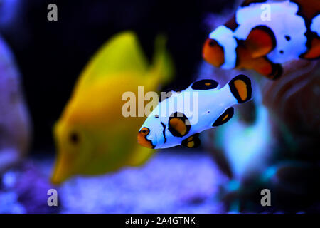Captive-Bred Clownfish Wyoming White Clownfish - (Amphiprion ocellaris ) Stock Photo