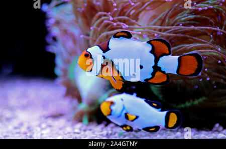 Snow Onyx Clownfish - (Amphriprion ocellaris x Amphriprion percula) Stock Photo