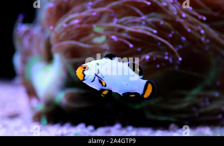 Captive-Bred Clownfish Wyoming White Clownfish - (Amphiprion ocellaris ) Stock Photo