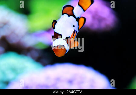 Snow Onyx Clownfish - (Amphriprion ocellaris x Amphriprion percula) Stock Photo