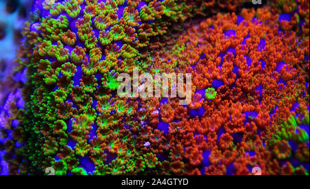 Montipora Rainbow macro polyps - rare and very beautiful sps coral. Stock Photo