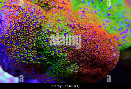 Montipora Rainbow macro polyps - rare and very beautiful sps coral. Stock Photo