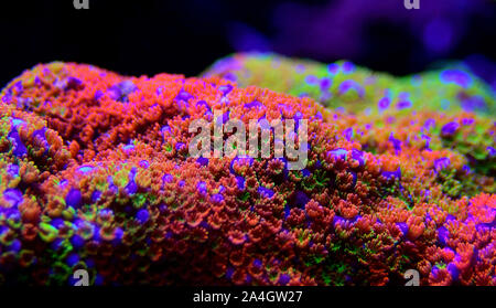 Montipora Rainbow macro polyps - rare and very beautiful sps coral. Stock Photo
