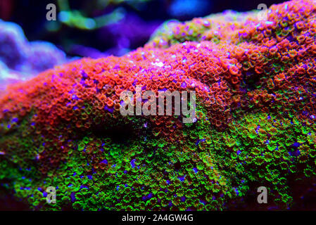 Montipora Rainbow macro polyps - rare and very beautiful sps coral. Stock Photo