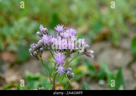 Tall Ironweed Vernonia altissima brilliant lilac flowers, held like torches atop the tall flower stalks. Stock Photo