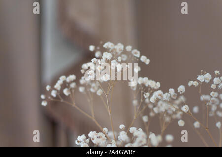 Beautiful flowering close-up of Alpine Gypsophila flower or Creeping Baby's Breath Gypsophila repens. Stock Photo